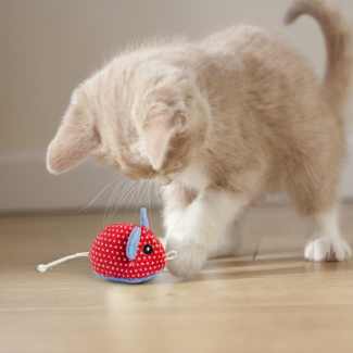 Kitten Toys