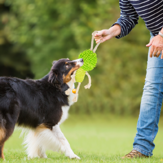 PetToys