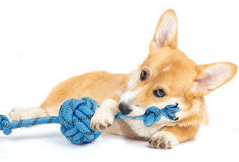 PetToys