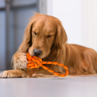 PetToys