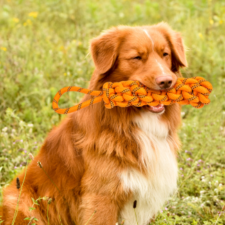 PetToys