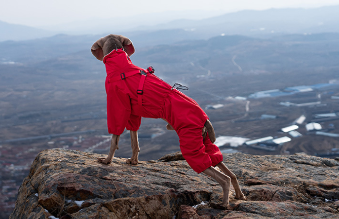 Big Dog Four-leg Raincoat