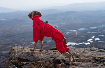 Big Dog Four-leg Raincoat