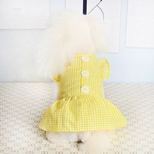 Daisy