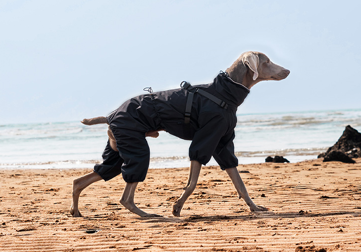 Big Dog Four-leg Raincoat