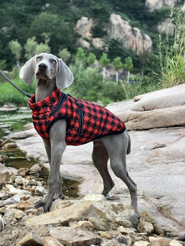 Christmas Plaid Large Dog Harness