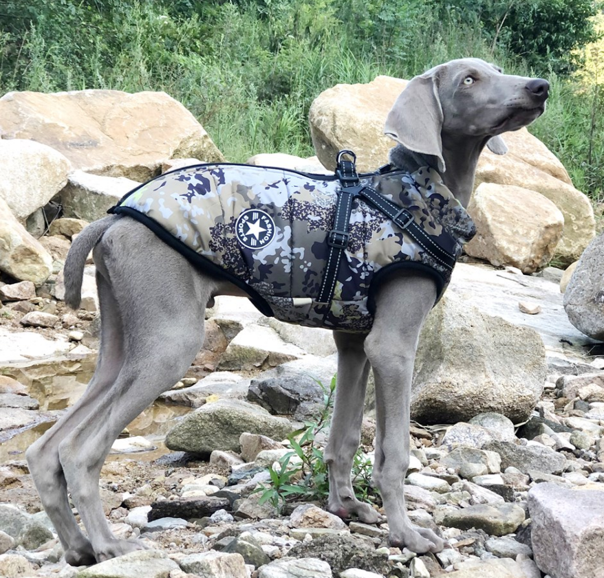Solid chest and back forest green (large dog)