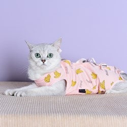 Cat surgical gown